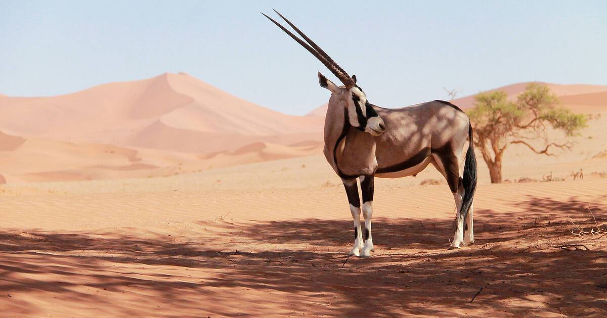 Partez pour une expédition à cheval dans le désert du Namib