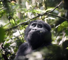 Ouganda