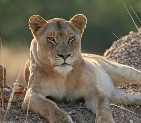 Tanzanie Lion