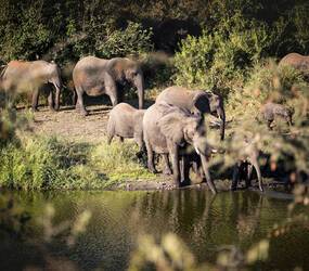 Singita Lebombo Parc Kruger Afrique Sud Elephants