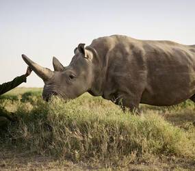 Sanctuary Tambarare Kenya Rhinoceros