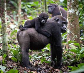 Kamba Congo Nature Gorilles Ngaga Andrew Howard