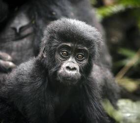 Gorilla Forest Lodge Ouganda Gorille bebe
