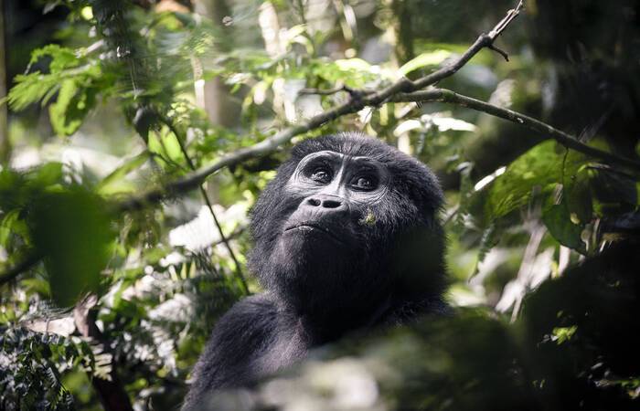 Ouganda