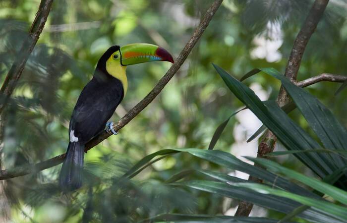 Guatemala