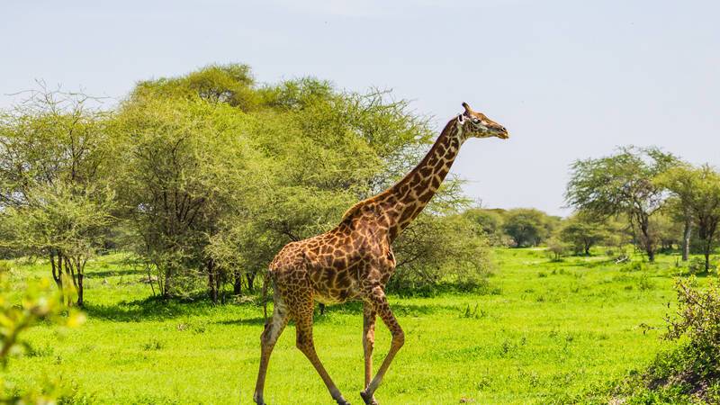 Safari Parc Tarangire mariusltuFotolia