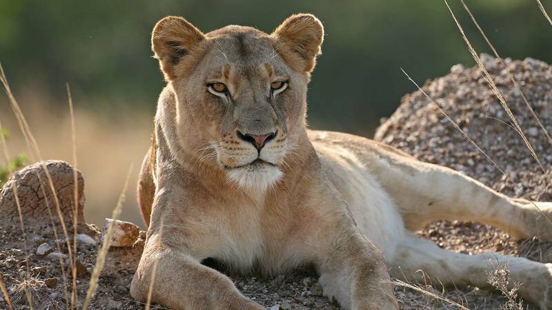 Tanzanie Lion