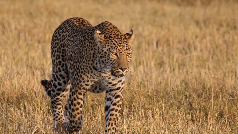 Belmond Botswana Leopard