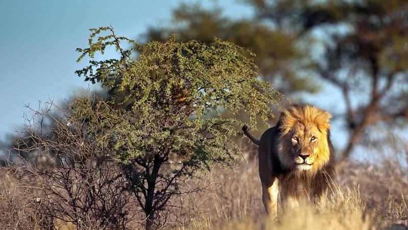 Afrique du Sud Lion