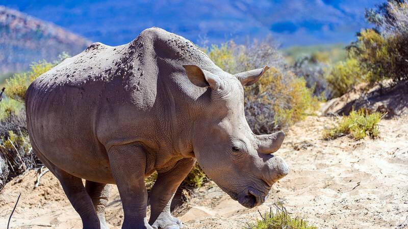 Afrique du Sud Rhinoceros