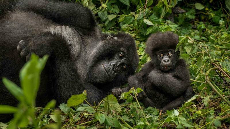 Rwanda OneandOnly GorillaNest Gorilles