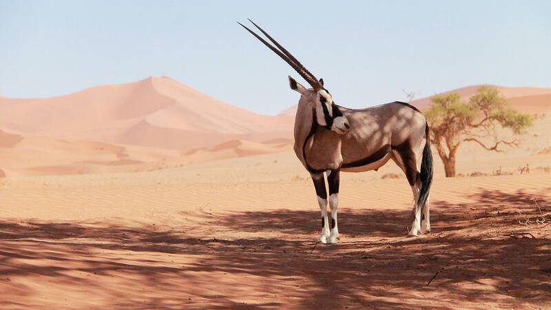 Namibie Desert Onefox