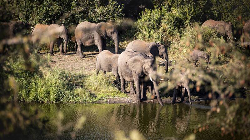 Singita Lebombo Parc Kruger Afrique Sud Elephants