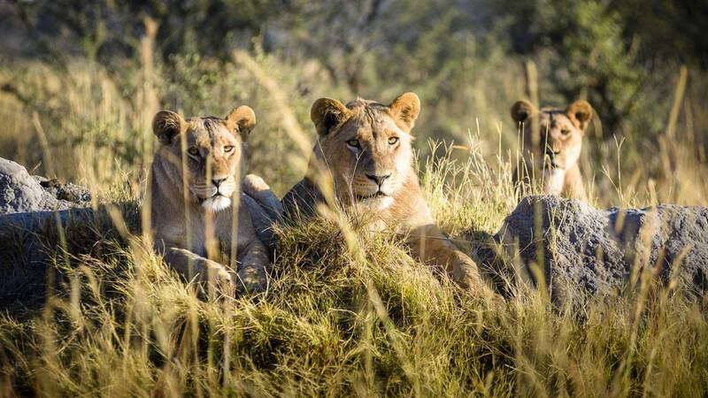 Sanctuary Chief Camp Moremi Botswana Lions