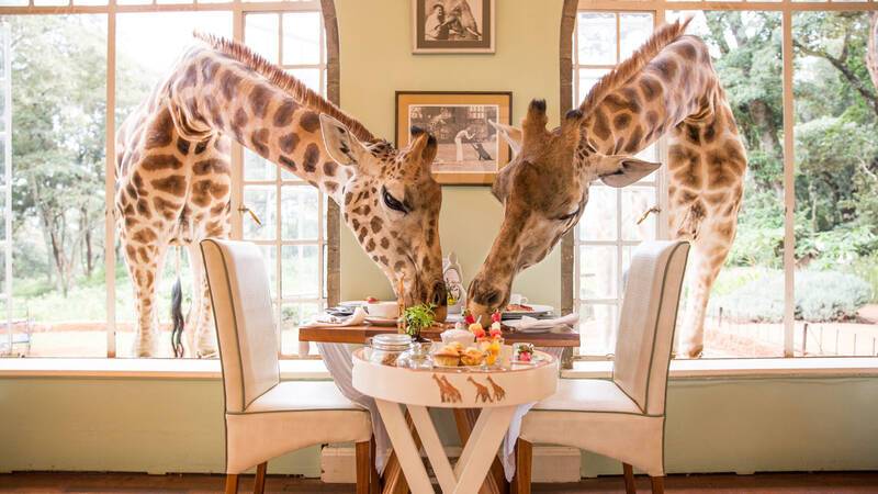 Kenya Naibori Giraffe Manor Giraffes