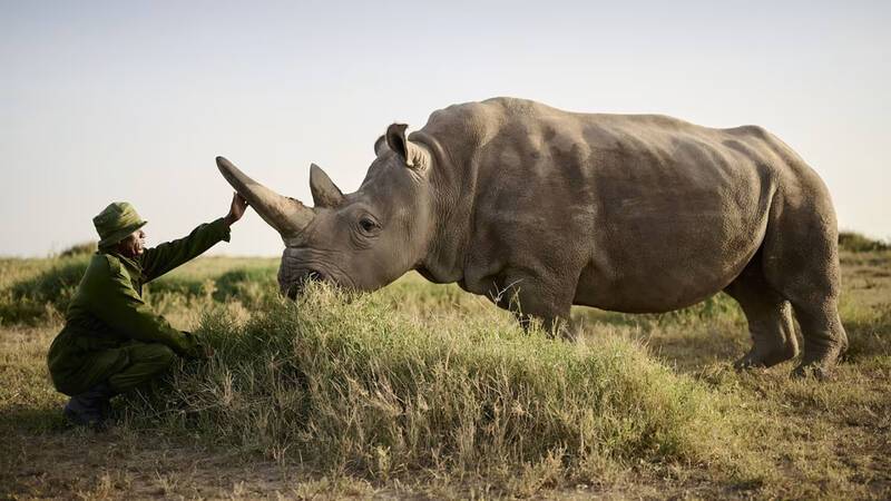 Sanctuary Tambarare Kenya Rhinoceros