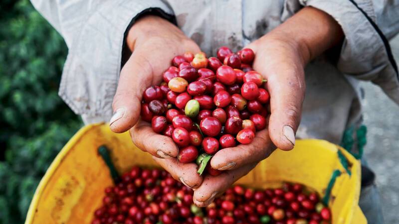 Coffee berries Colombie Pixeltheater