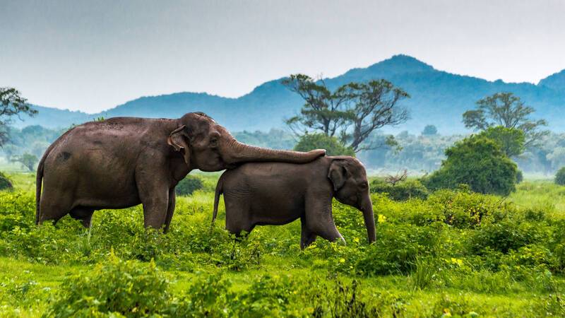 Sri Lanka Minneriya National Park