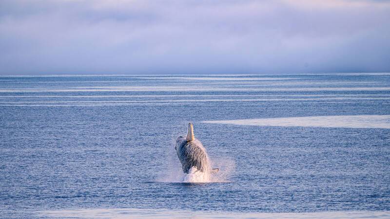 27 Groenland Ilulisat Baleine a bosse StudioPONANT JulieLacombe