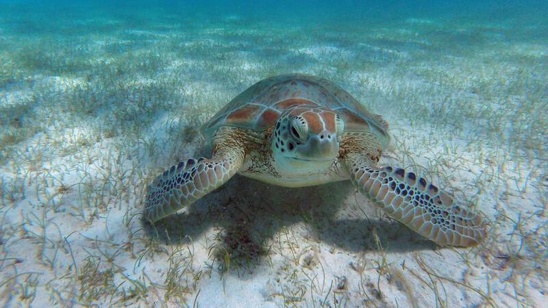 N 2179 C281218 Tobago Cays Tortue MarinecStudioPonant Margot Sib