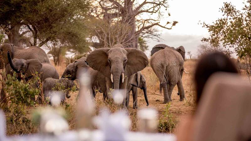 Nimali Tarangire Tanzanie Elephants