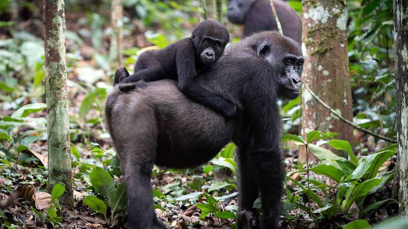 Kamba Congo Nature Gorilles Ngaga Andrew Howard