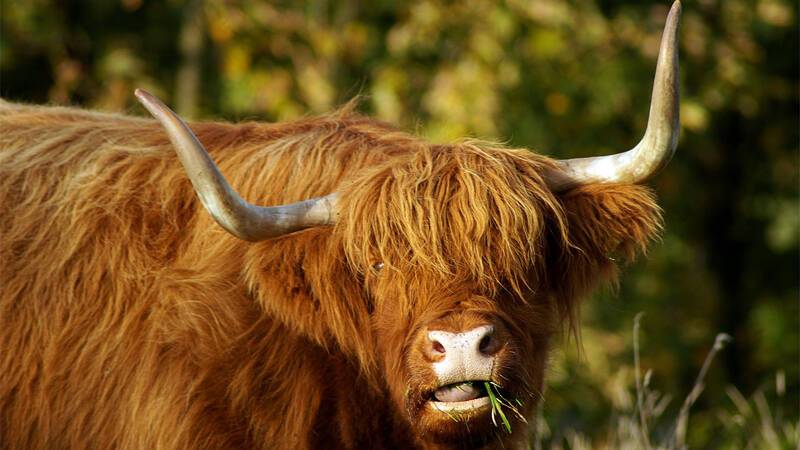 Ecosse Tom