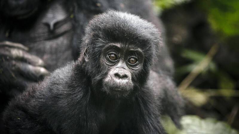 Gorilla Forest Lodge Ouganda Gorille bebe