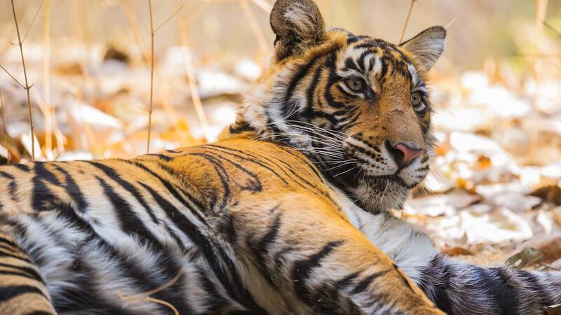 Aman i Khas Inde Ranthambore National Park