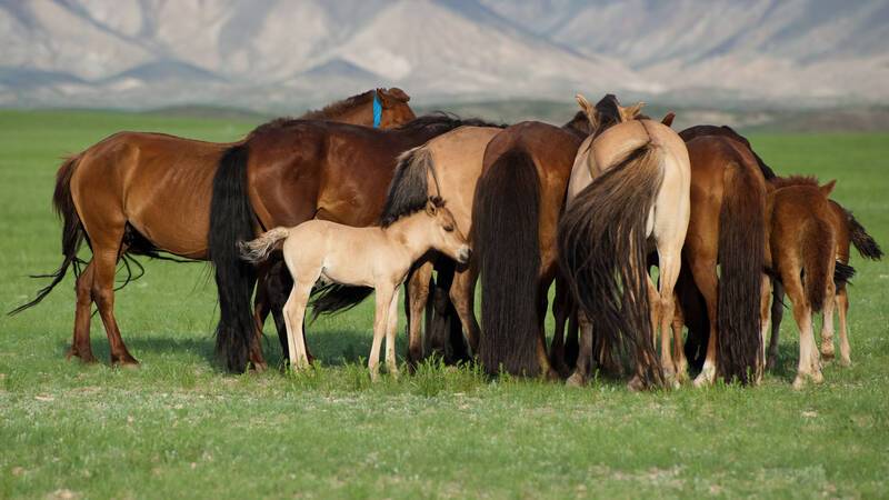 Orkhon Mongolie Chevaux