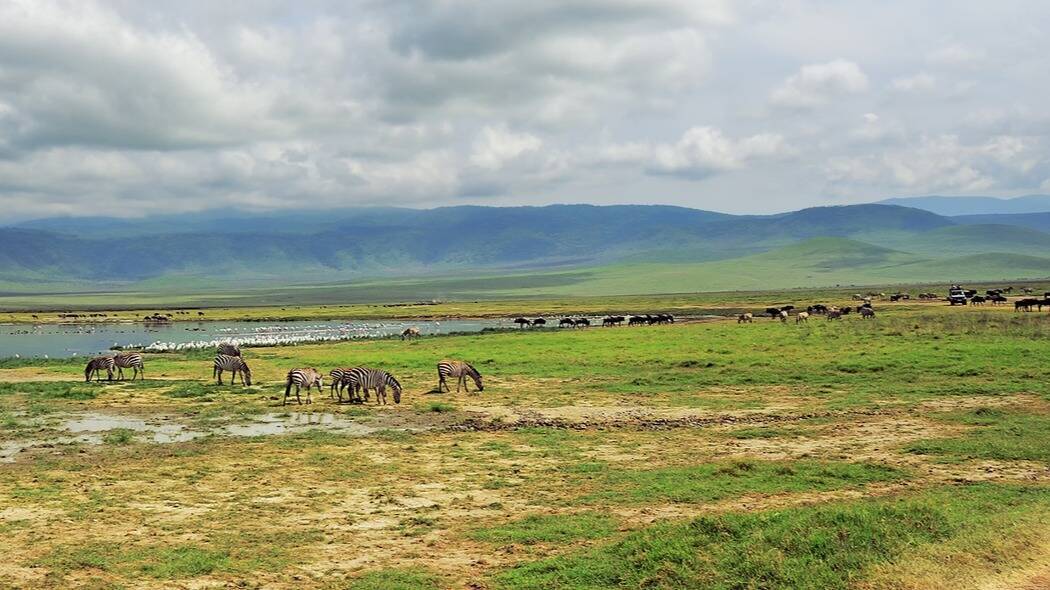 Safari Ngorongoro Crater Znamenskiy Fotolia
