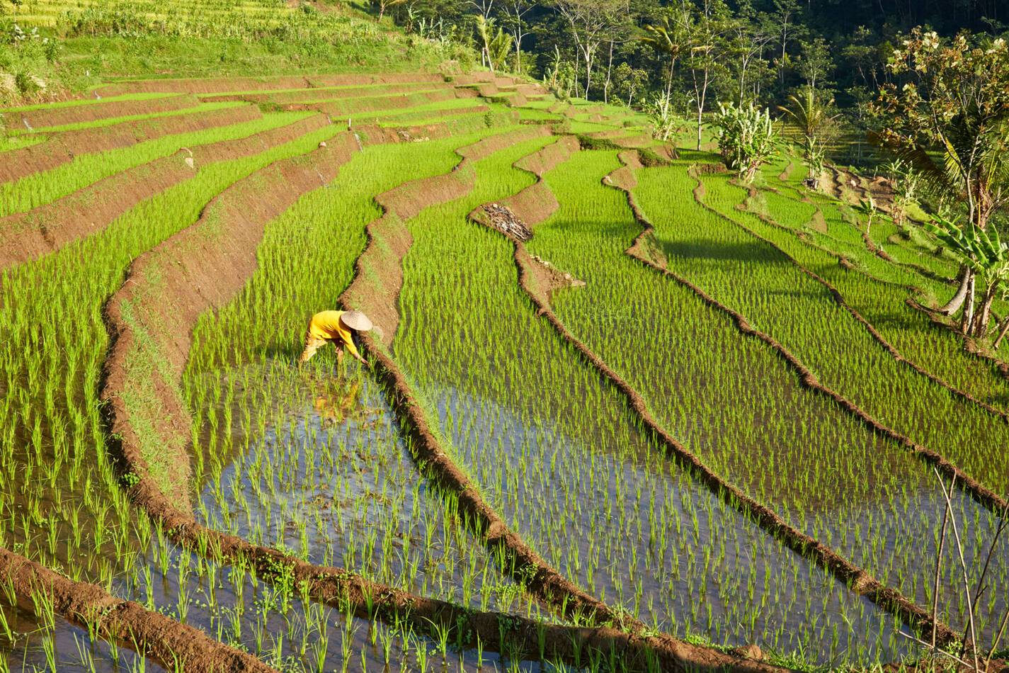 Amanjiwo Java Indonesie Riziere