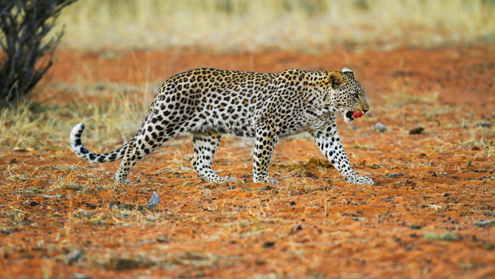 Tswalu Reserve Afrique Sud Leopard