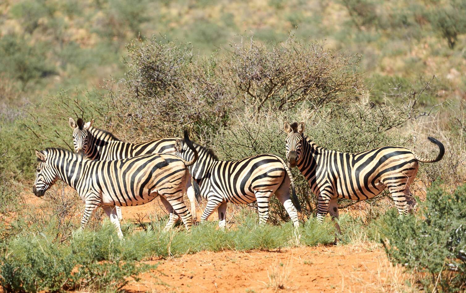 Tswalu Reserve Afrique Sud Zebres