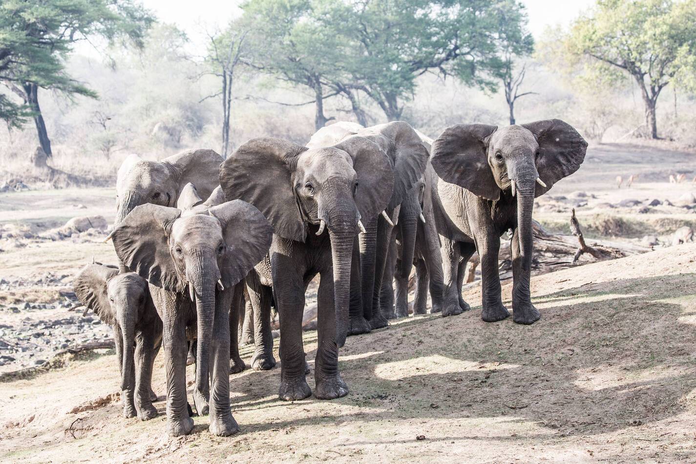 Tanzanie Jongomero Camp Elephants