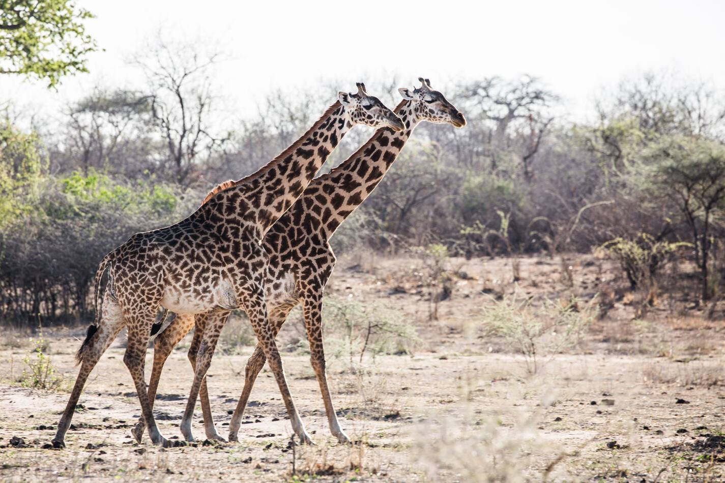Tanzanie Jongomero Camp Girafes