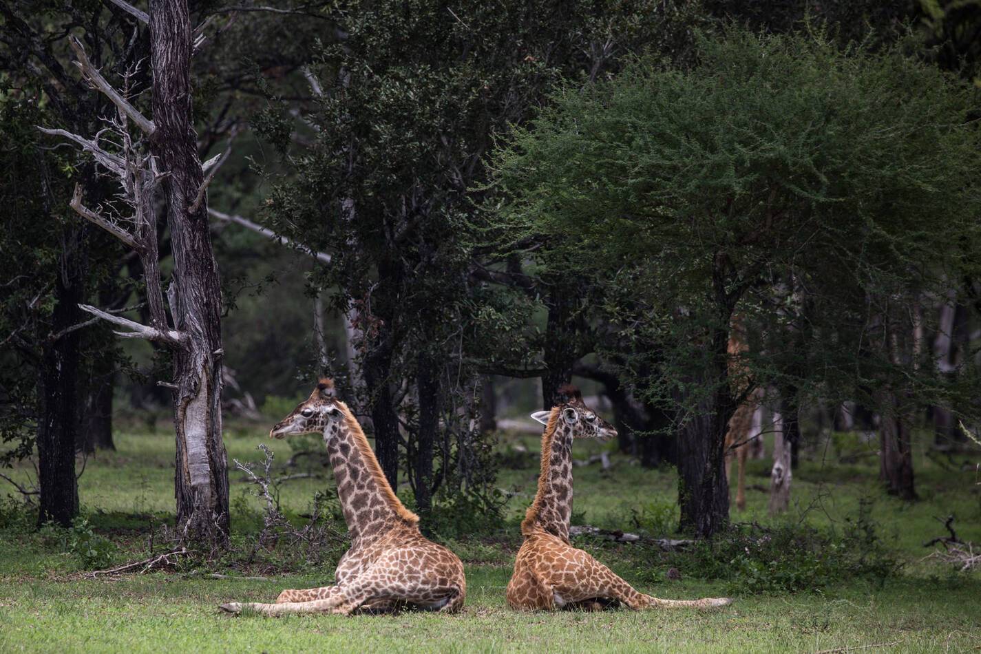 Tanzanie Siwandu Camp Girafes
