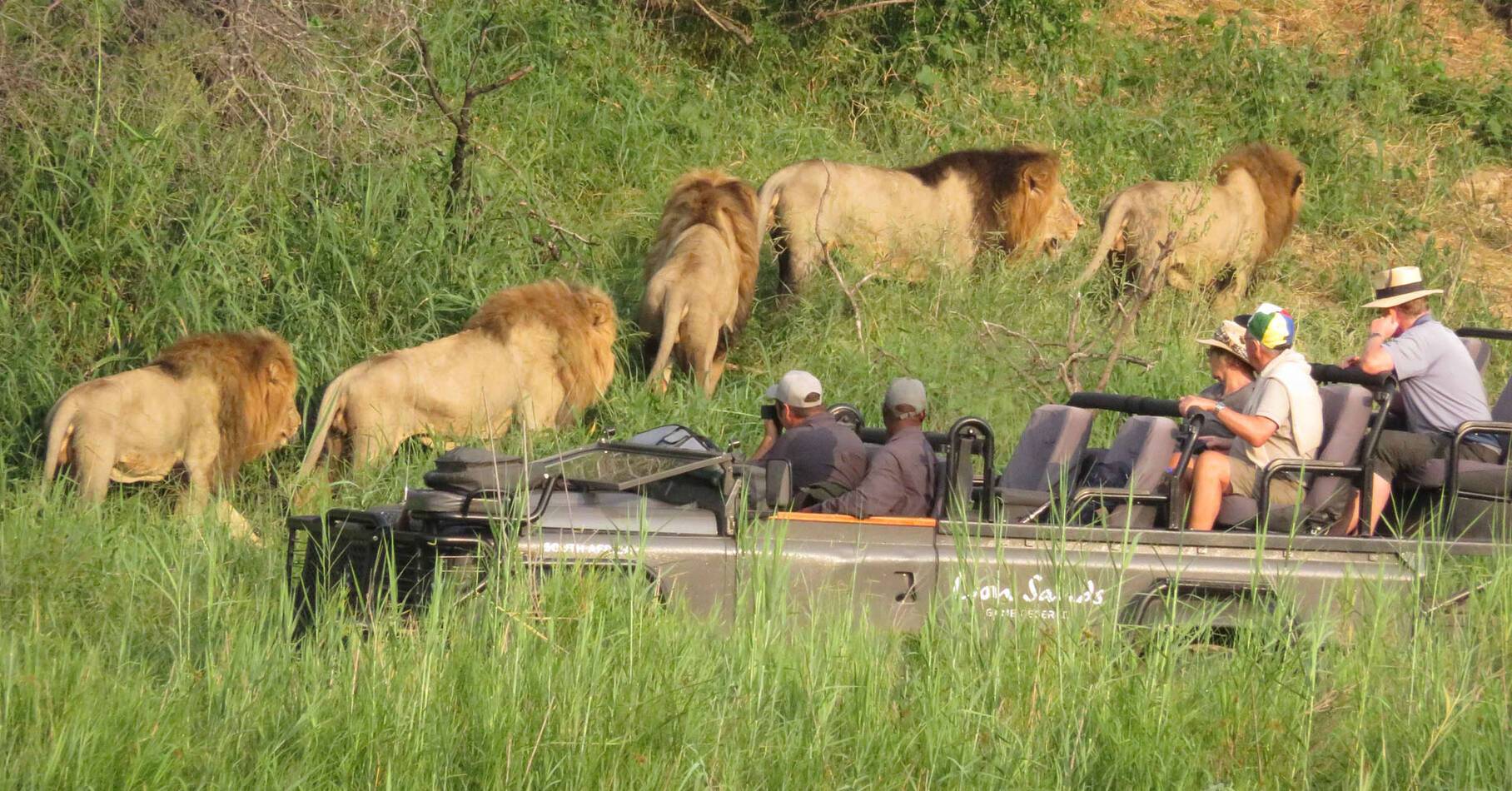 Afrique Sud Lion Sands Safari Lions