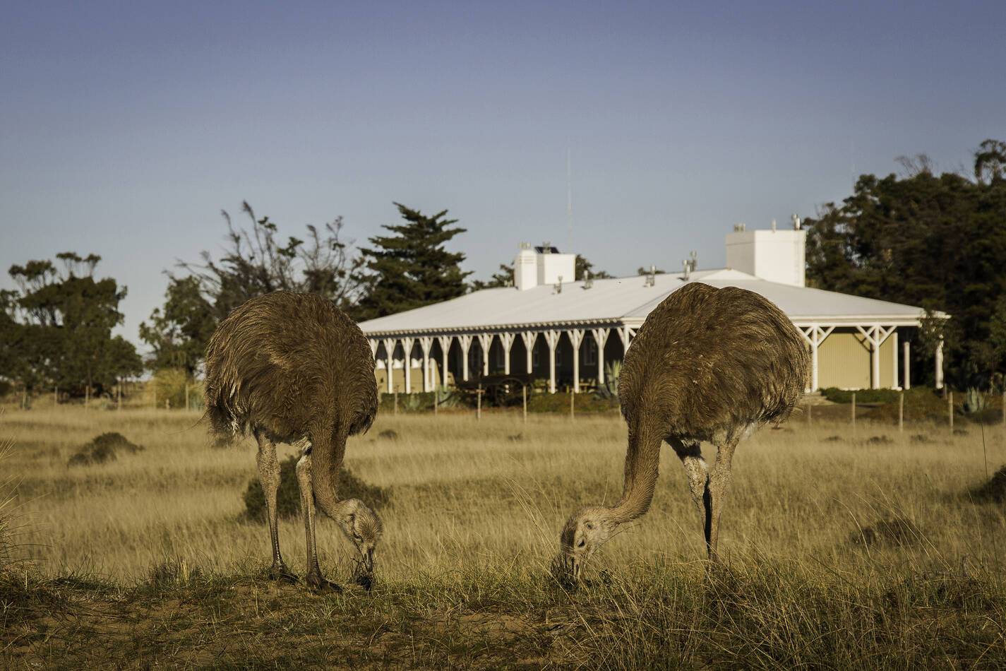 Peninsule Valdes Patagonie Argentine Estancia Rincon Chico