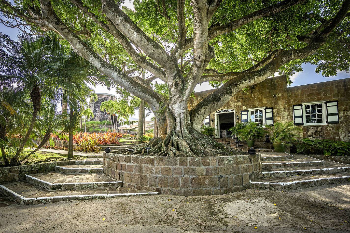 Montpelier Nevis Tree Entrance