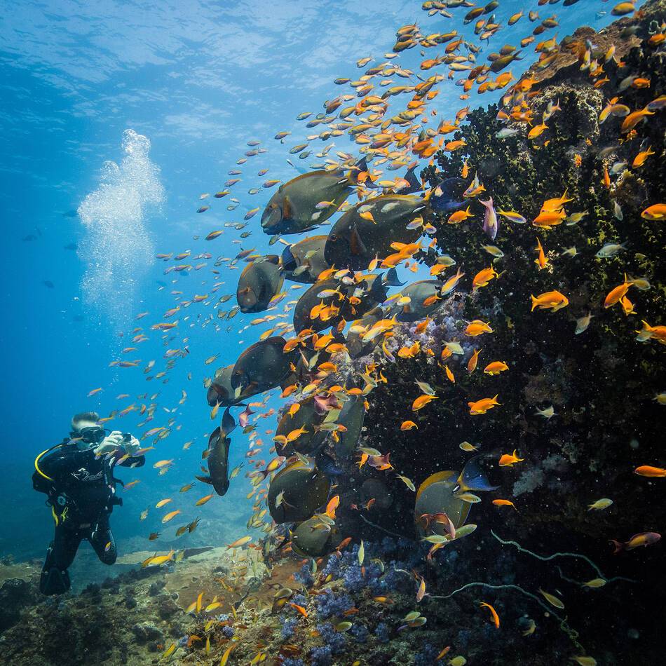 Azura Retreats Benguerra Beautiful reefs Scott Ramsay