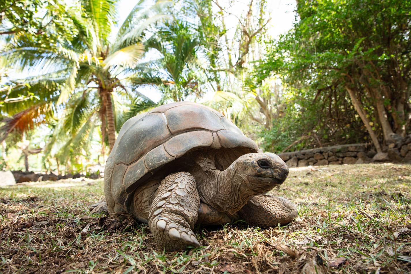 Shangri La Le Touessrok Ile Maurice tortue
