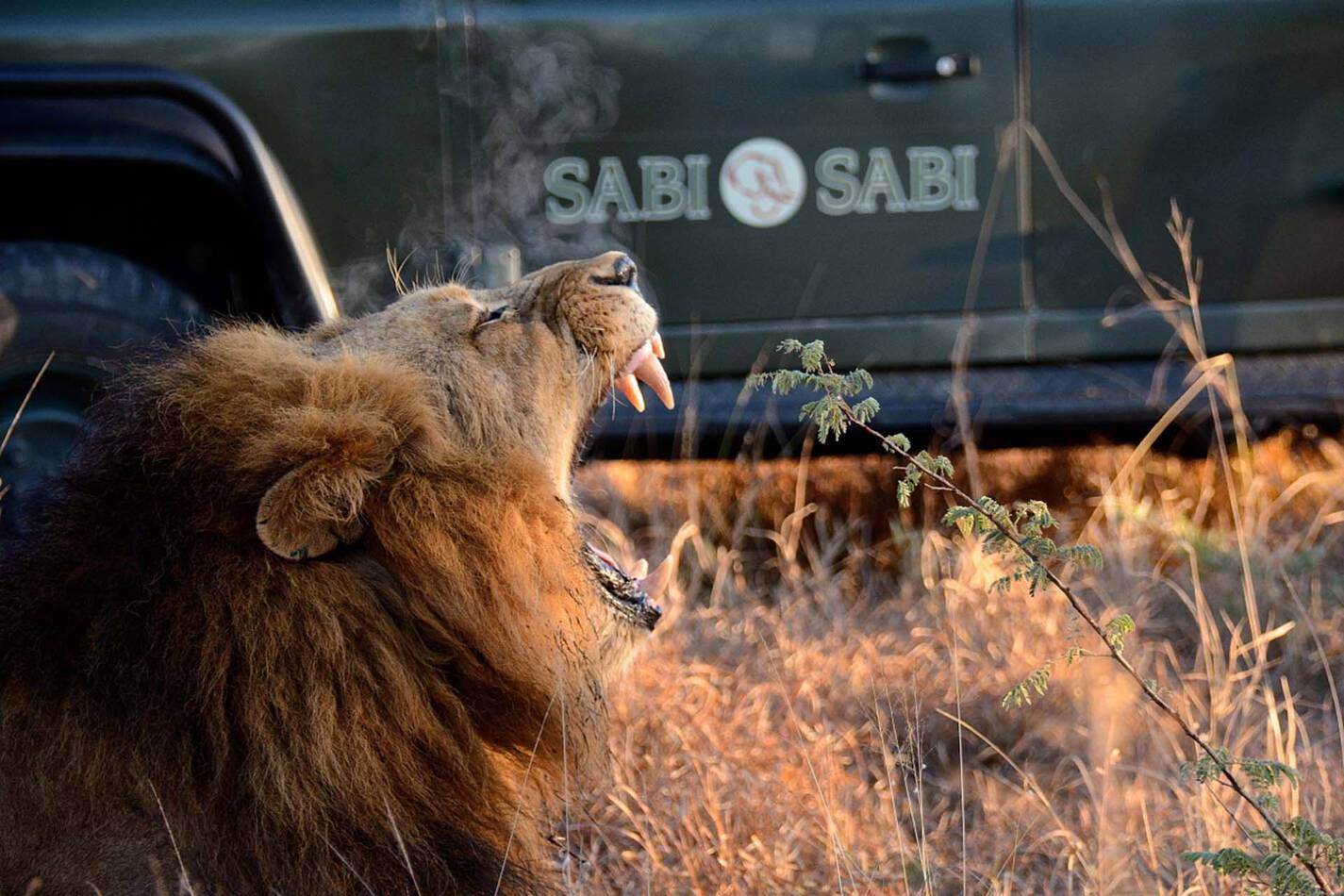 Sabi Sabi Bush Lodge Afrique du Sud Safari