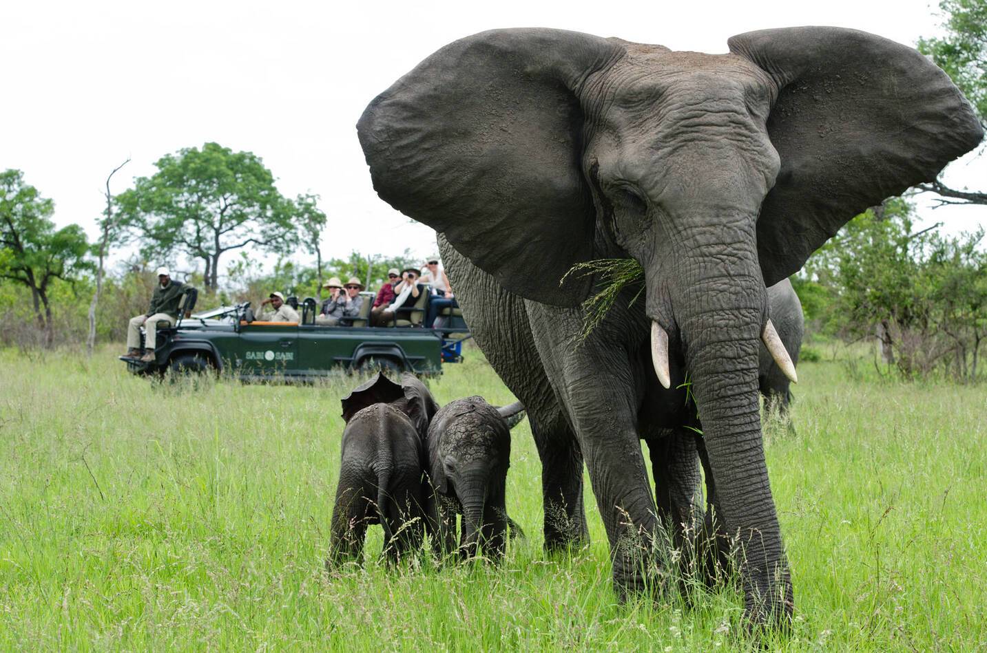 SafariSabi Sabi Bush Lodge Afrique du Sud Elephants