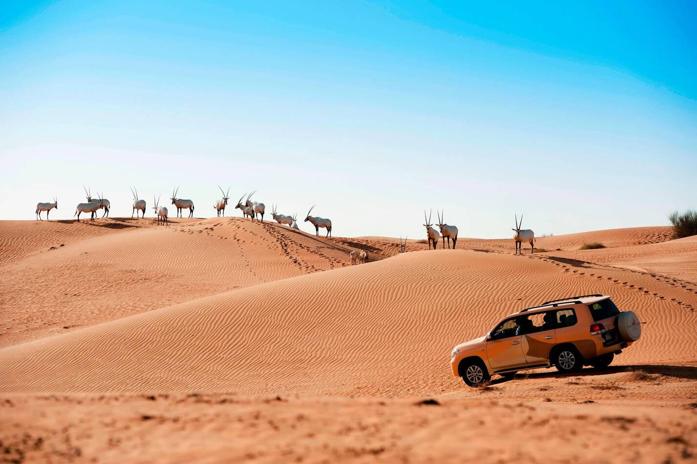 Al Maha Dubai Dunes Jeep