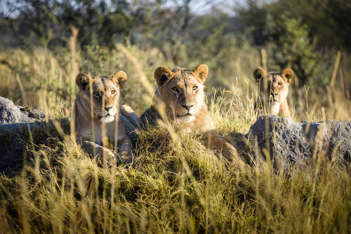 Sanctuary Chief Camp Moremi Botswana Lions