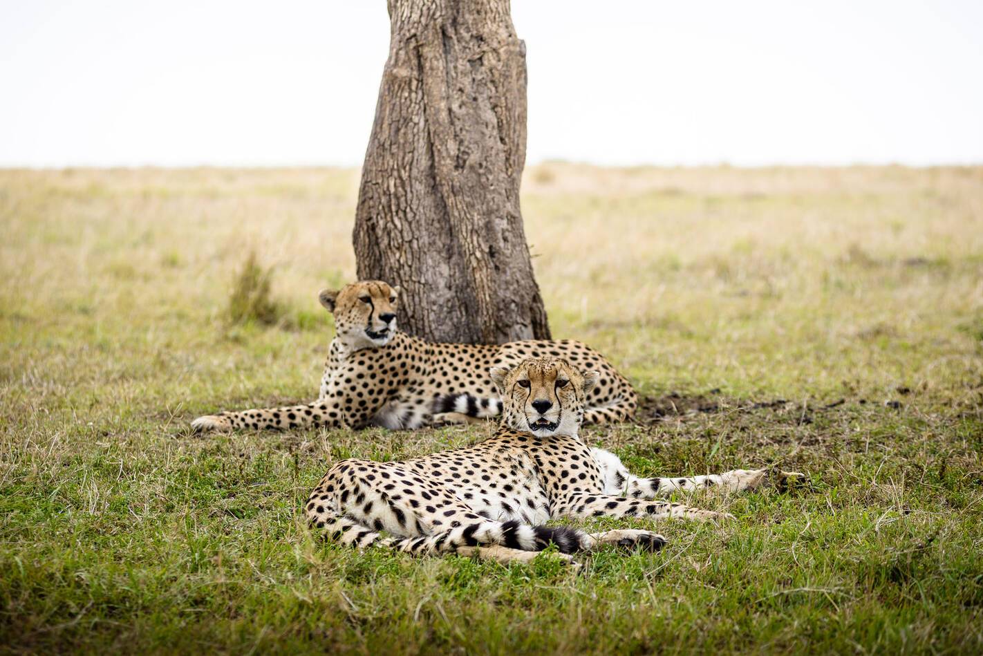 Kenya Massai Mara Sanctuary Olonana Safari
