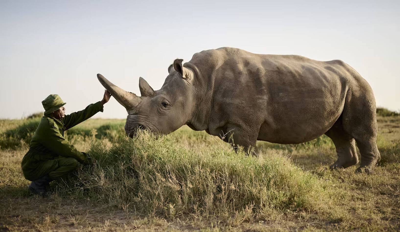 Sanctuary Tambarare Kenya Rhinoceros