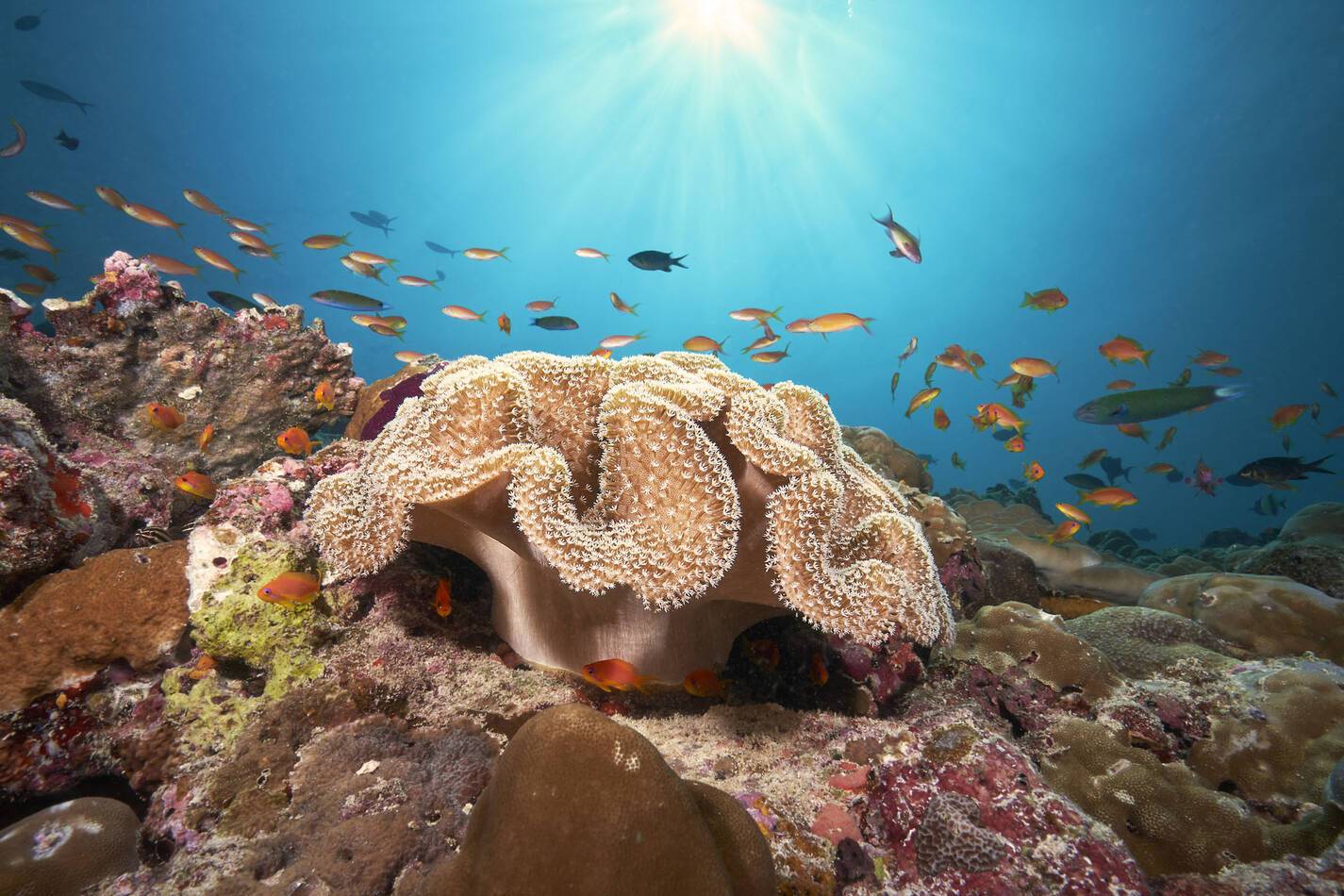 Cora Cora Maldives House Reef