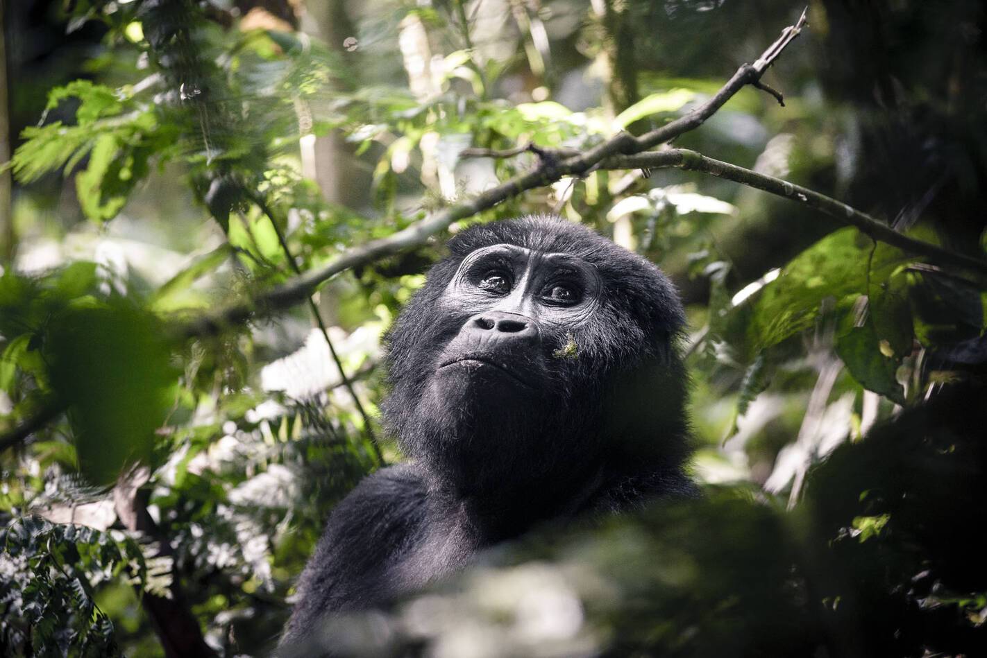 Gorilla Forest Lodge Ouganda Gorille